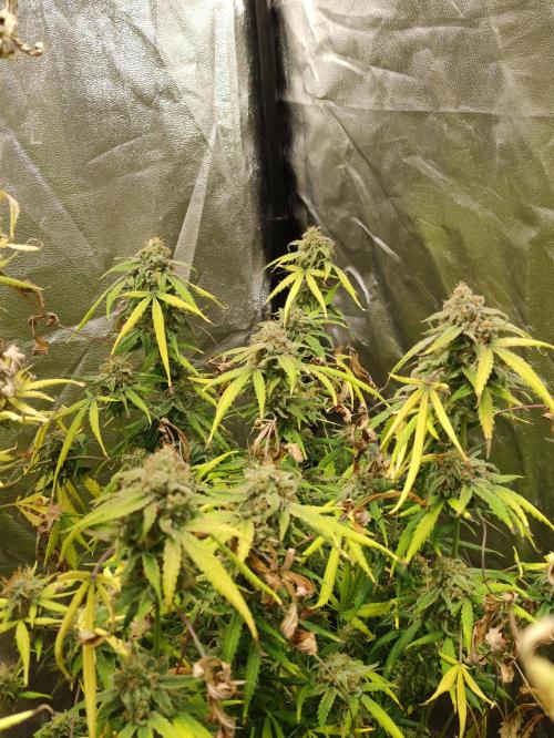 FumePop Auto. Week 10