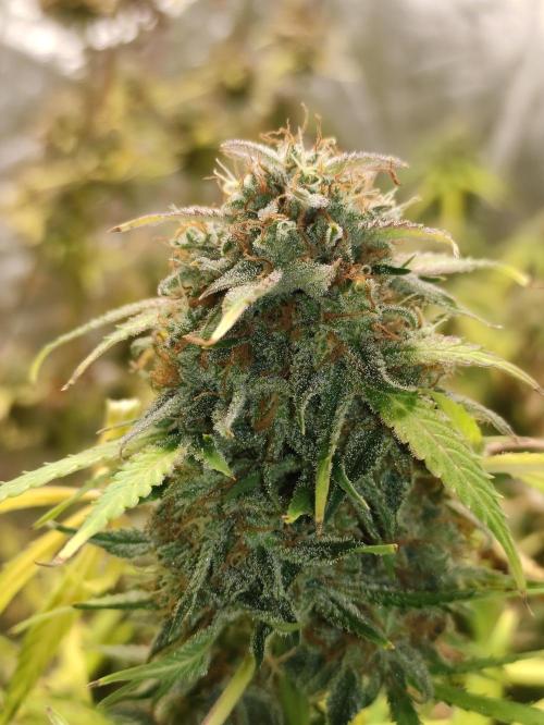 Pineapple Pulse. Week 10