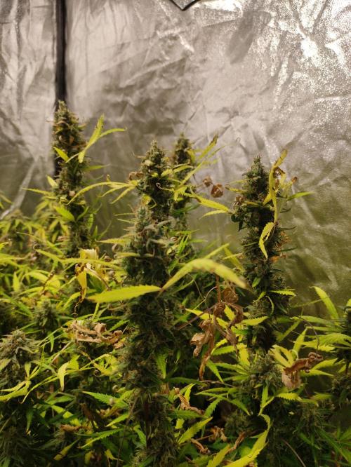 Pineapple Pulse. Week 10