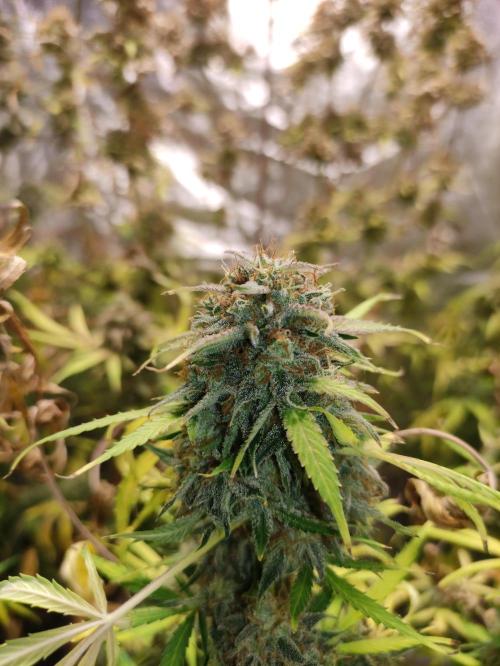 Pineapple Pulse. Week 10