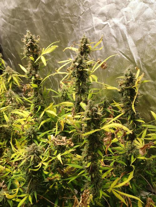 Pineapple Pulse. Week 10