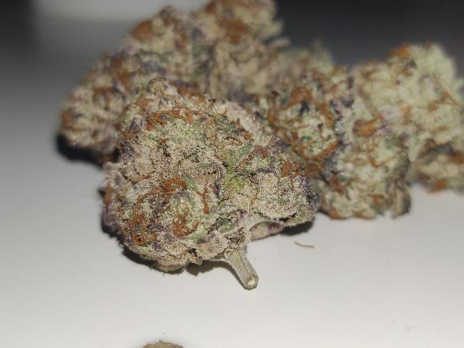 Frozen Biscotti. Week 15