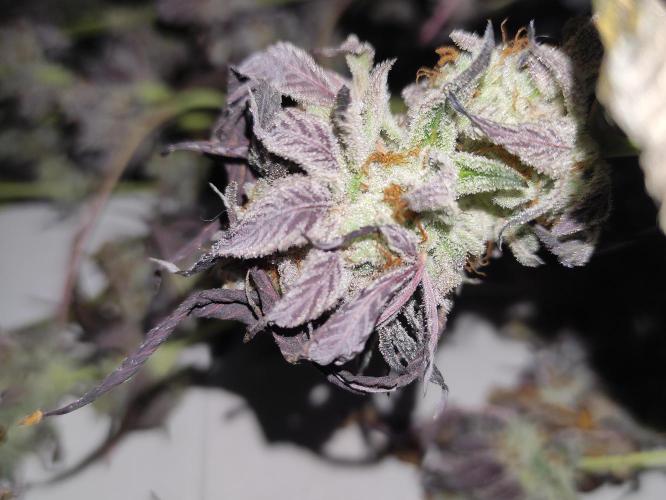 Frozen Biscotti. Week 15