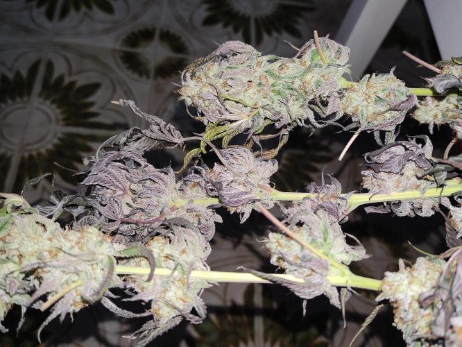 Frozen Biscotti. Week 15