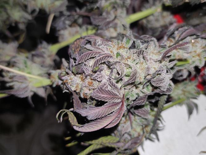 Frozen Biscotti. Week 15