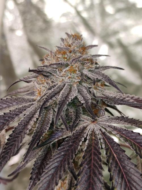 Frozen Biscotti. Week 15