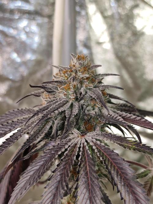Frozen Biscotti. Week 15