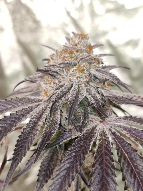 Frozen Biscotti. Week 15