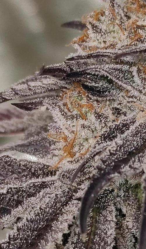 Frozen Biscotti. Week 15