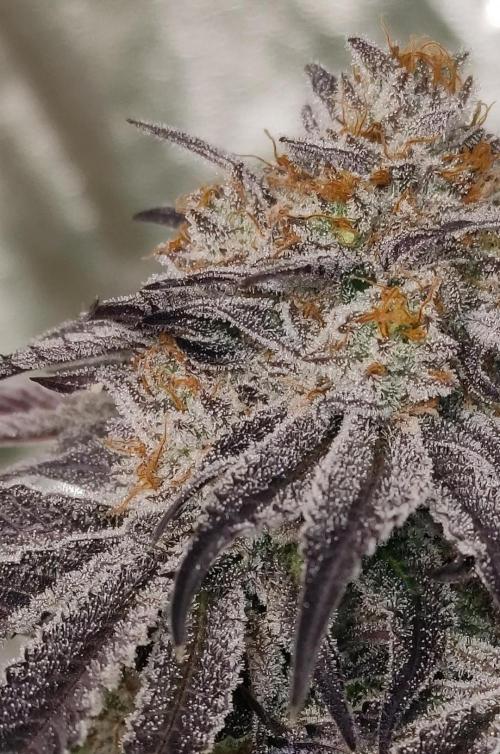 Frozen Biscotti. Week 15