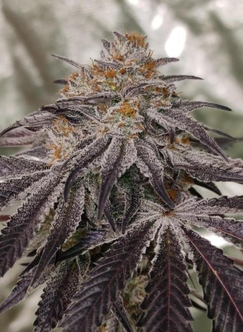 Frozen Biscotti. Week 15