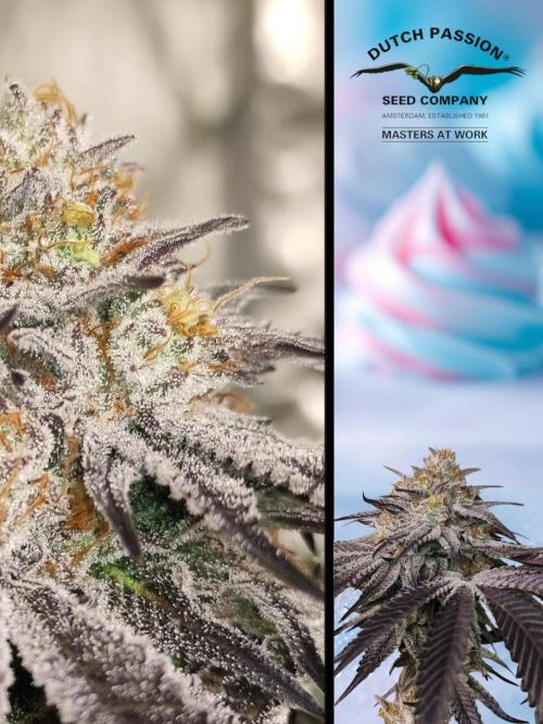 Frozen Biscotti. Week 15