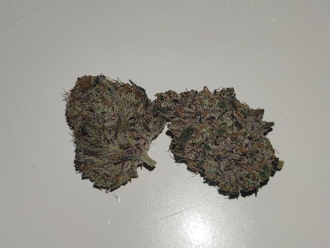 SIX x STC. Week 12