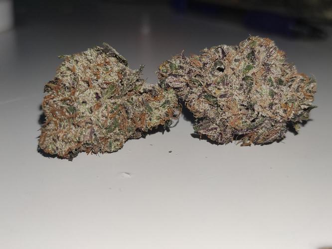 SIX x STC. Week 12