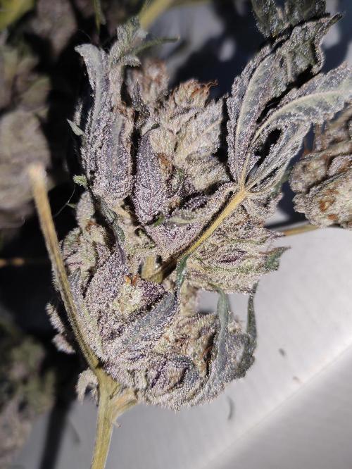 SIX x STC. Week 12