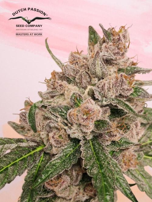SIX x STC. Week 12