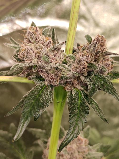 SIX x STC. Week 12
