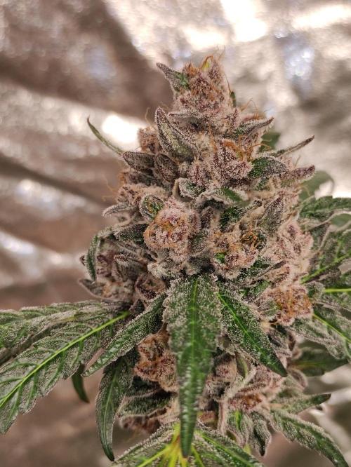 SIX x STC. Week 12