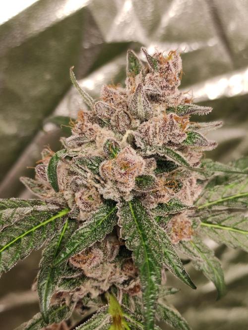 SIX x STC. Week 12