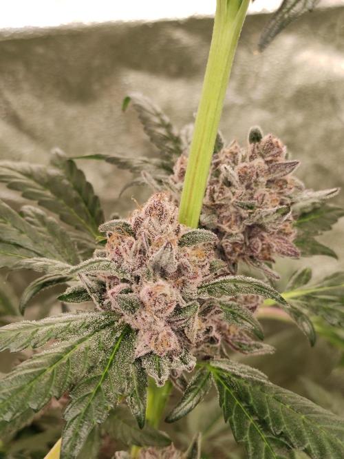 SIX x STC. Week 12