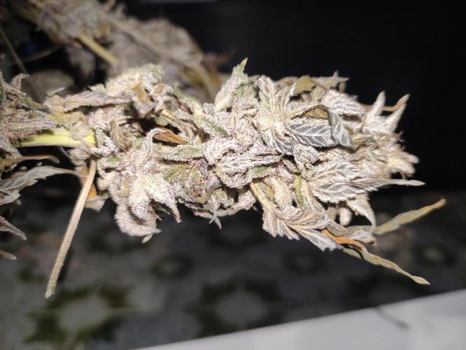 Red tropicana cookies. Week 15