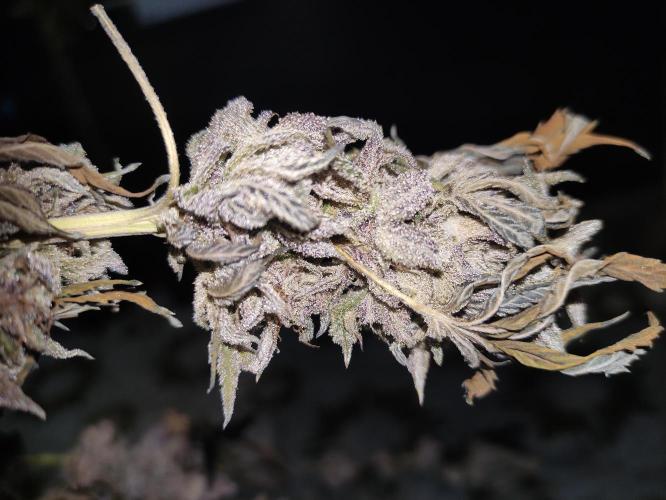 Red tropicana cookies. Week 15