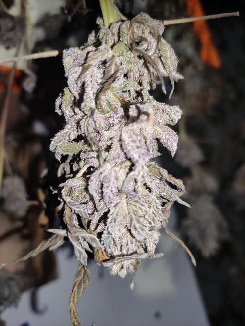 Red tropicana cookies. Week 15