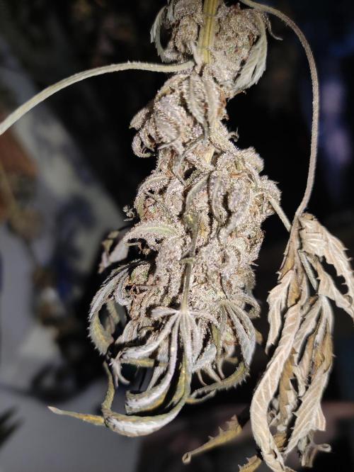 Red tropicana cookies. Week 15