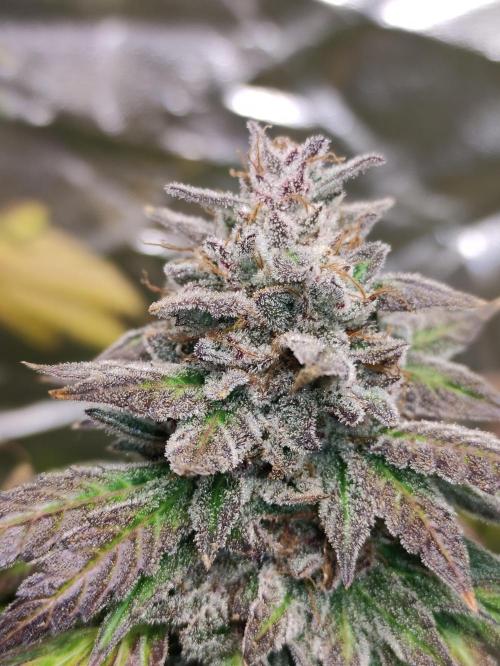 Red tropicana cookies. Week 15
