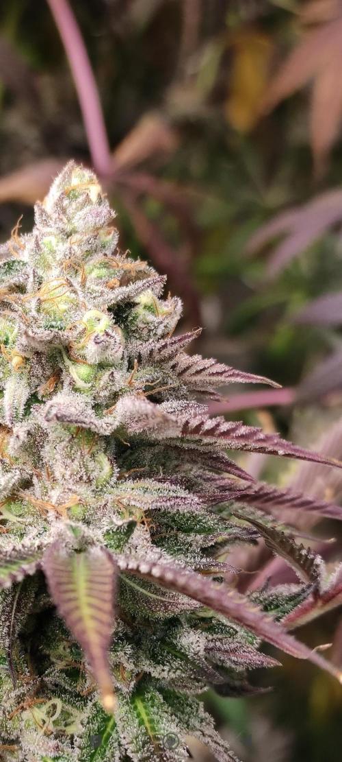 Red tropicana cookies. Week 15