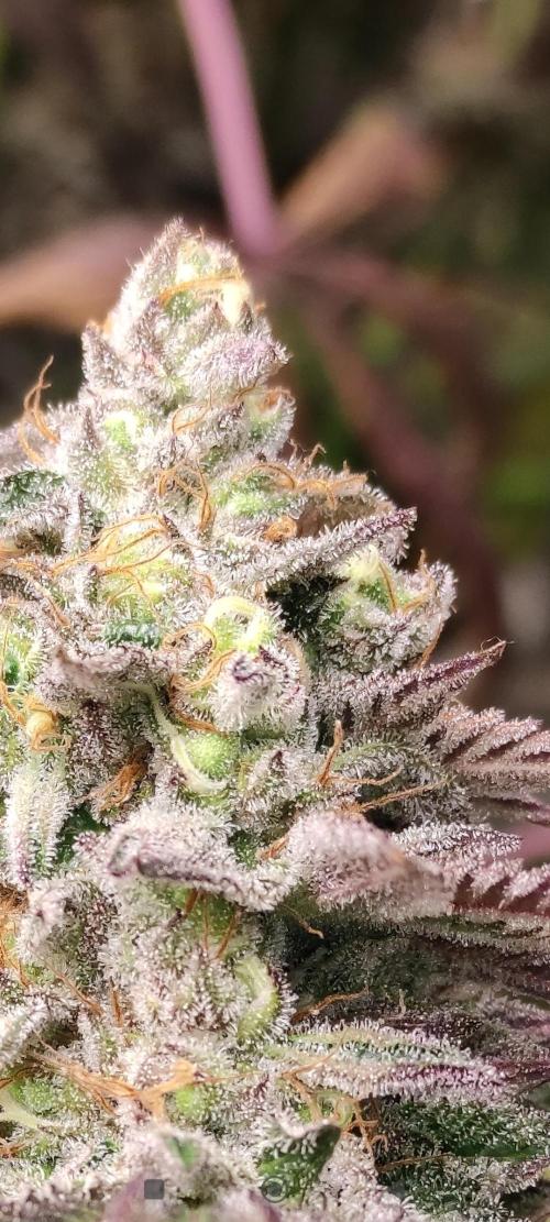Red tropicana cookies. Week 15