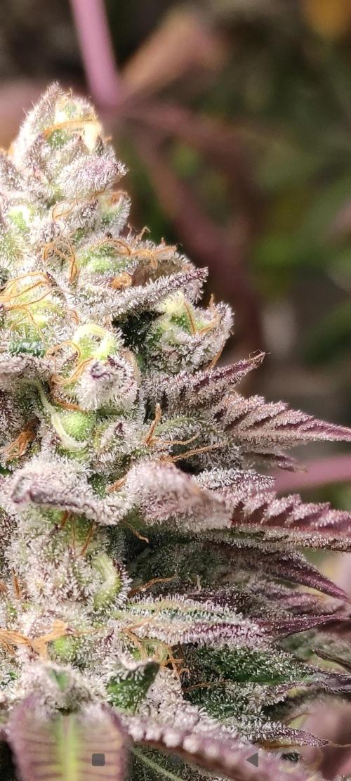 Red tropicana cookies. Week 15