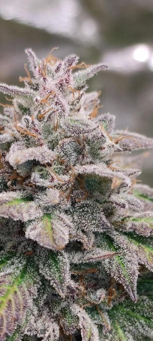 Red tropicana cookies. Week 15