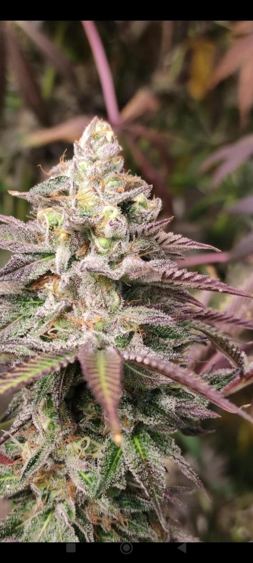 Red tropicana cookies. Week 15