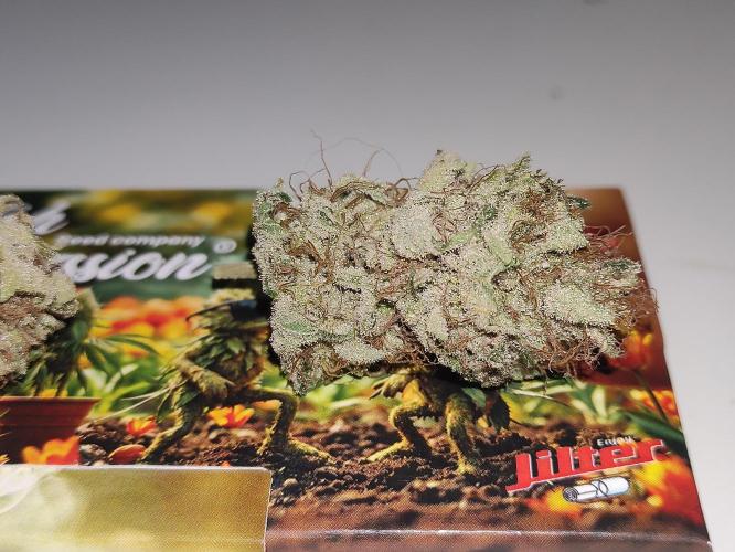 Pink Banana Runtz. Week 12