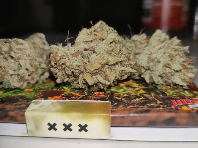Pink Banana Runtz. Week 12