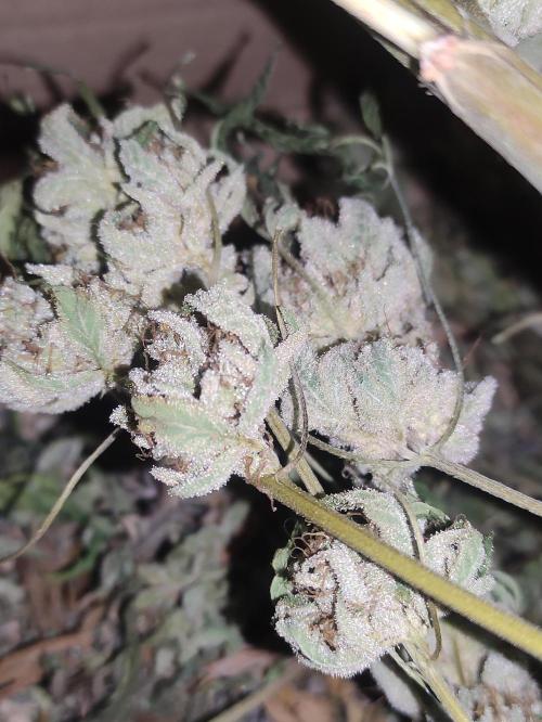 Pink Banana Runtz. Week 12