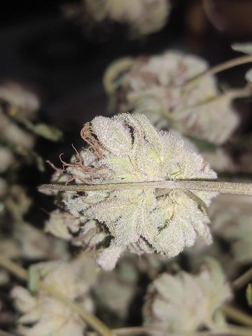 Pink Banana Runtz. Week 12