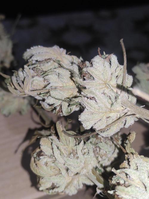 Pink Banana Runtz. Week 12