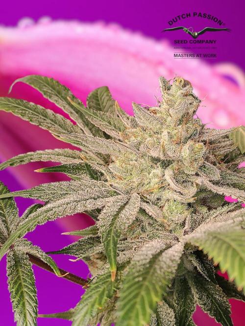Pink Banana Runtz. Week 12