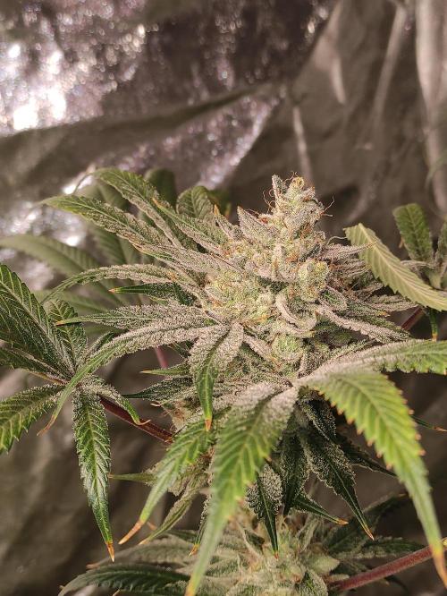 Pink Banana Runtz. Week 12