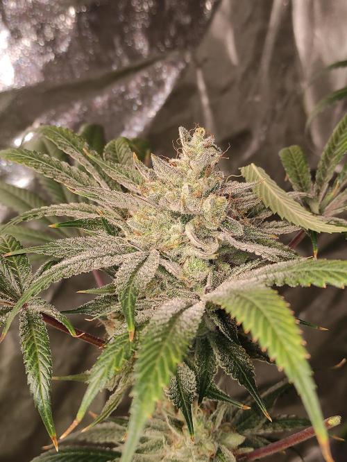 Pink Banana Runtz. Week 12