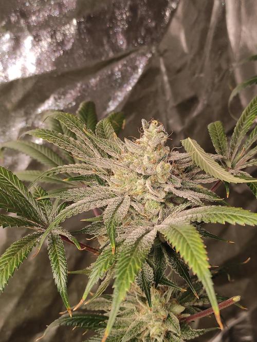 Pink Banana Runtz. Week 12