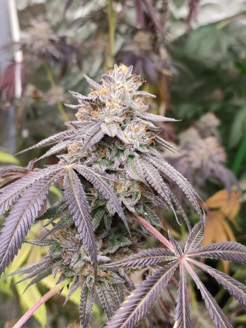 SMC 3.1. Week 15