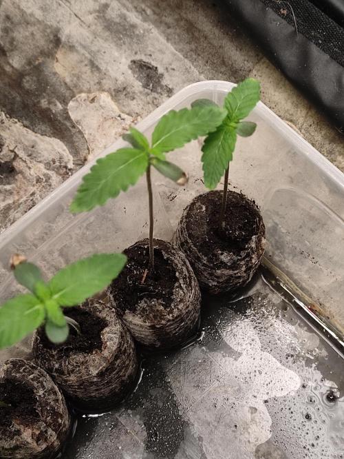 F001 Dutch Passion test strain. Week 0