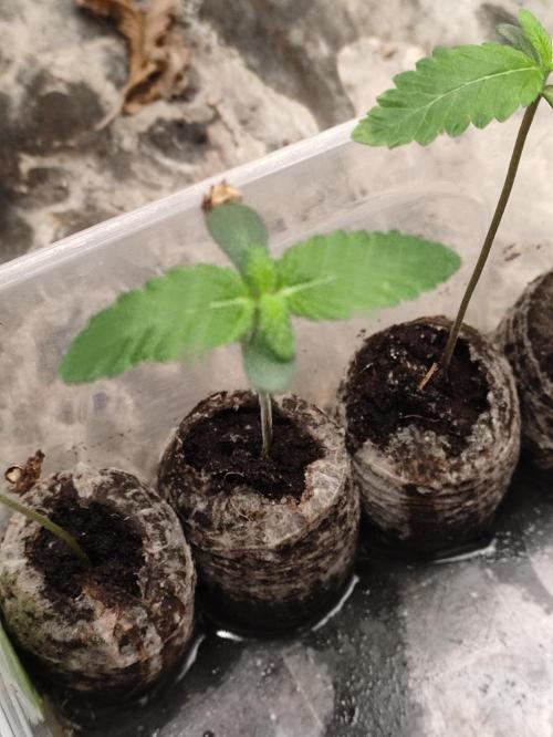 F001 Dutch Passion test strain. Week 0