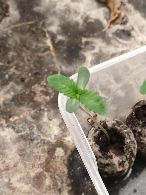 F001 Dutch Passion test strain. Week 0