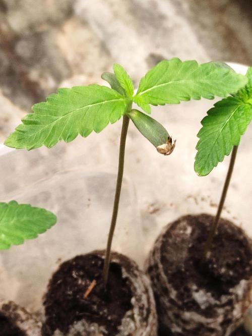 F001 Dutch Passion test strain. Week 0