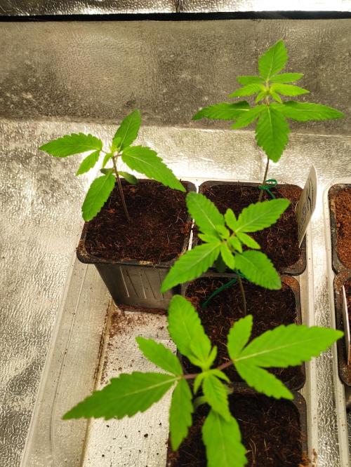 F001 Dutch Passion test strain. Week 1