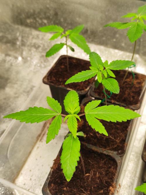F001 Dutch Passion test strain. Week 1